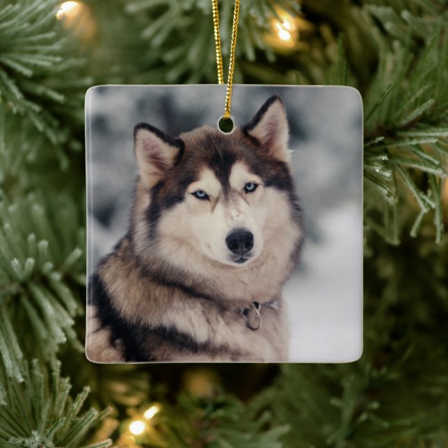 Beautiful Husky in the Outdoors Ceramic Ornament (Tree)