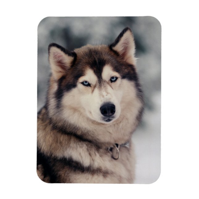 Beautiful Husky in the Outdoors Magnet (Vertical)