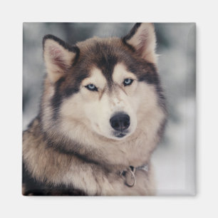 Beautiful Husky in the Outdoors Magnet