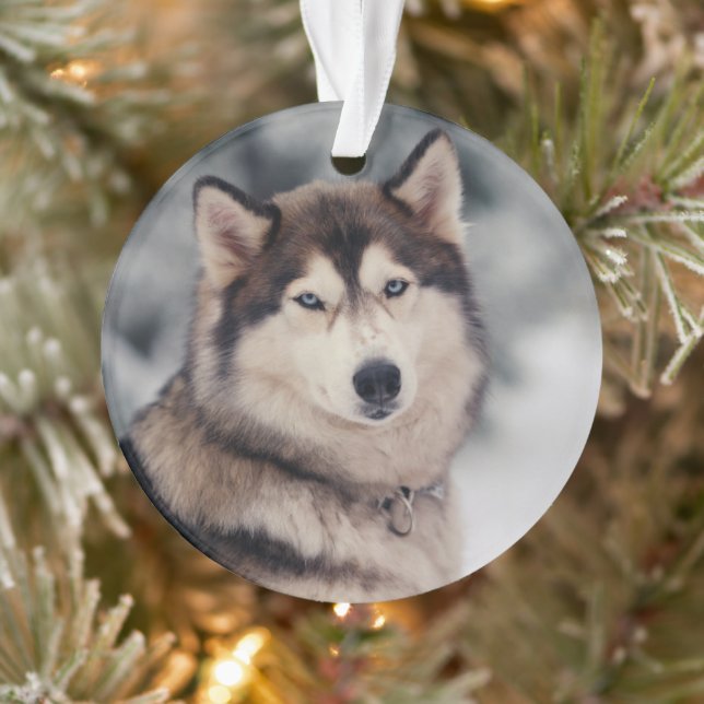 Beautiful Husky in the Outdoors Ornament (Tree)