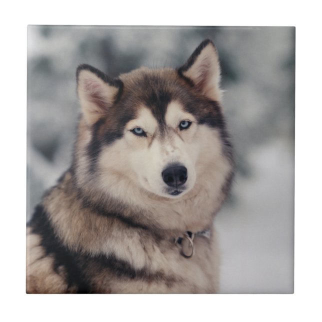 Beautiful Husky in the Outdoors Tile (Front)