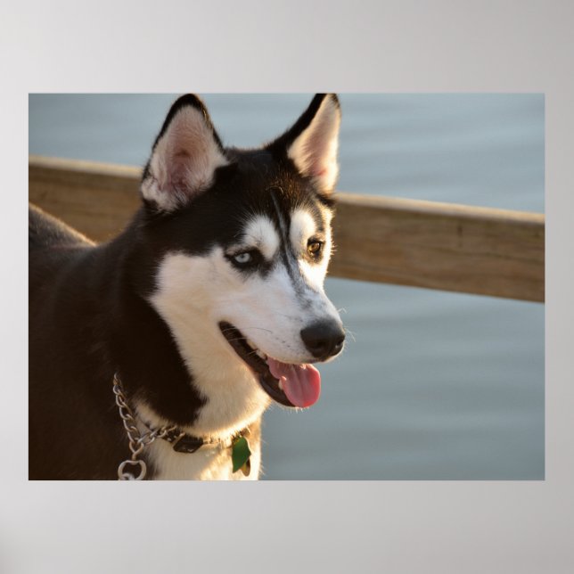 Beautiful Husky Photography Sled Dog  Poster (Front)