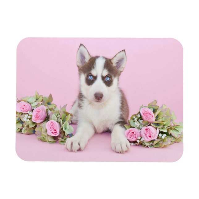 Beautiful Husky Puppy with Pink Roses Magnet (Horizontal)