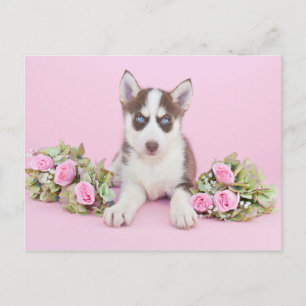 Beautiful Husky Puppy with Pink Roses Postcard