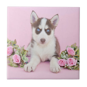 Beautiful Husky Puppy with Pink Roses Tile