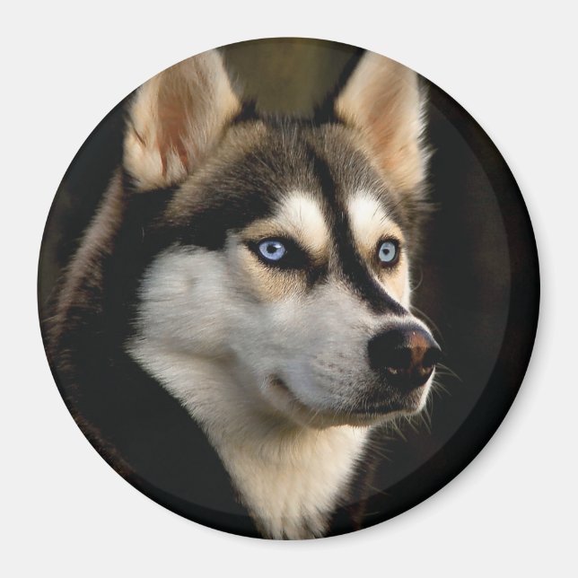 Beautiful Husky Throw Pillow Magnet (Front)
