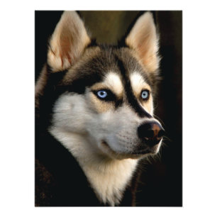 Beautiful Husky Throw Pillow Photo Print