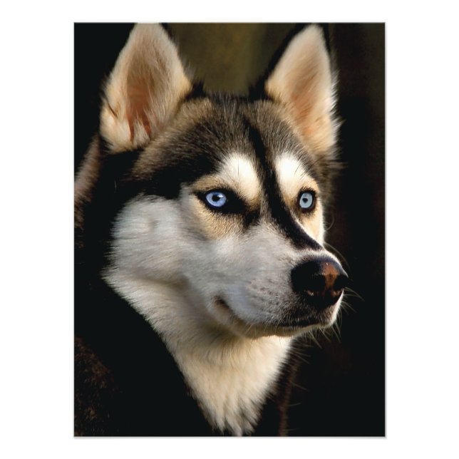 Beautiful Husky Throw Pillow Photo Print (Front)