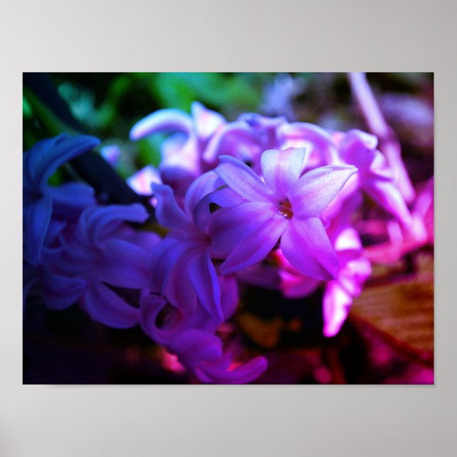 Beautiful Hyacinth (Hyacinthus) Flower Poster (Front)