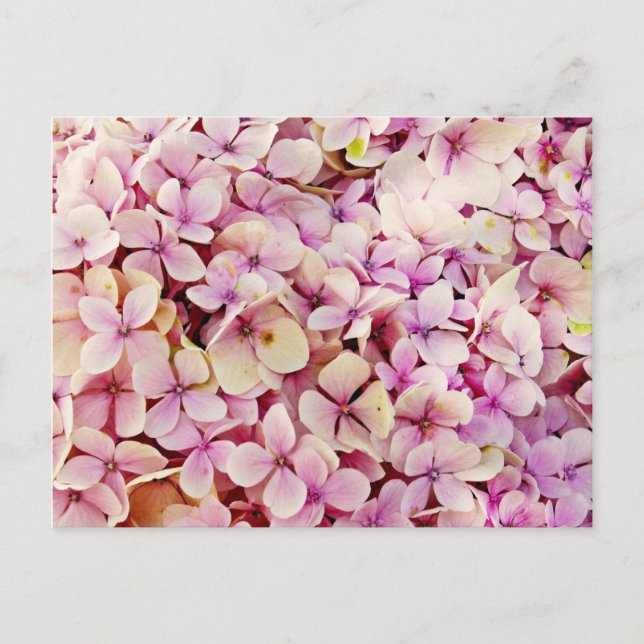 Beautiful Hydrangea Flowers Postcard (Front)