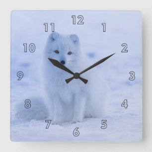 Beautiful Iceland Arctic Fox Resting in the Snow Square Wall Clock