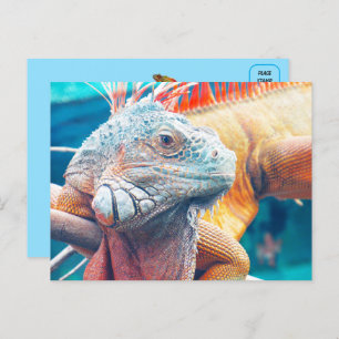 Beautiful iguana Postcard
