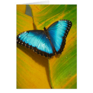 Beautiful Iridescent Butterfly