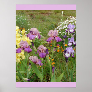 Beautiful Iris Irises Flower Garden Poster
