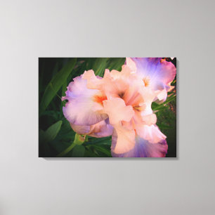 Beautiful Iris on canvas