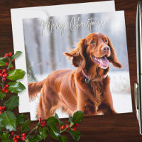 Beautiful Irish Red Setter Dog Breed Christmas