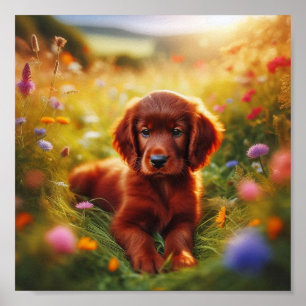 beautiful Irish Setter puppy Poster