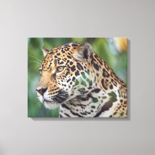 Beautiful Jaguar in the Wild Canvas Print