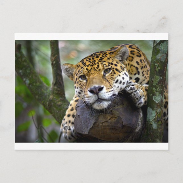 Beautiful jaguar relaxing in tree postcard (Front)
