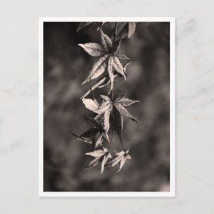 Beautiful Japanese Maple Leaf Portrait Sepia Postcard
