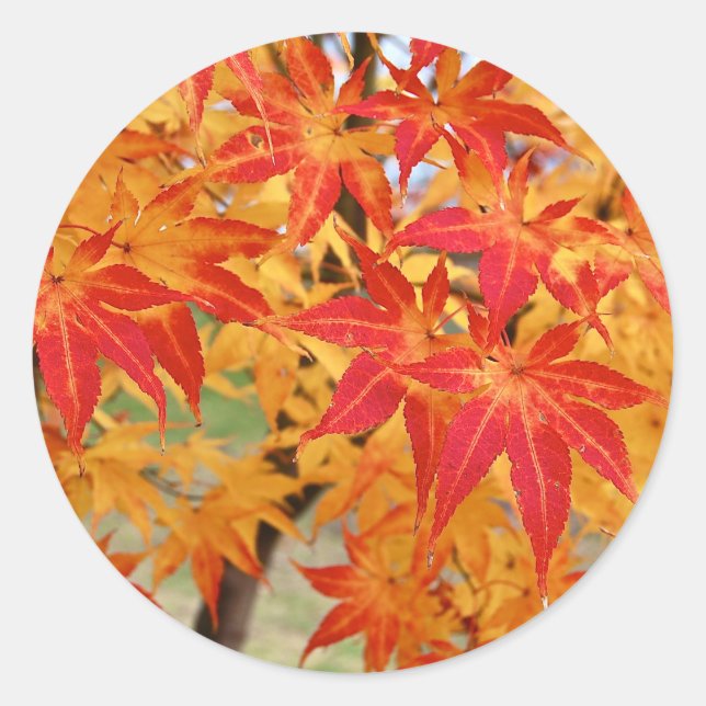 beautiful japanese maple tree in fall classic round sticker (Front)