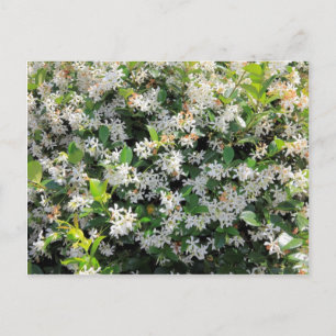 Beautiful Jasmine Flowers Postcard