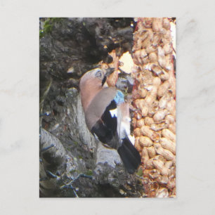 Beautiful Jay on Peanuts DIY Postcard