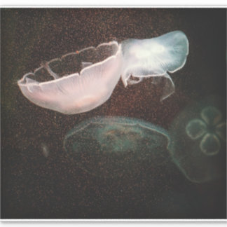 Beautiful Jellyfish
