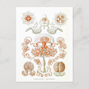 Beautiful Jellyfish Postcard