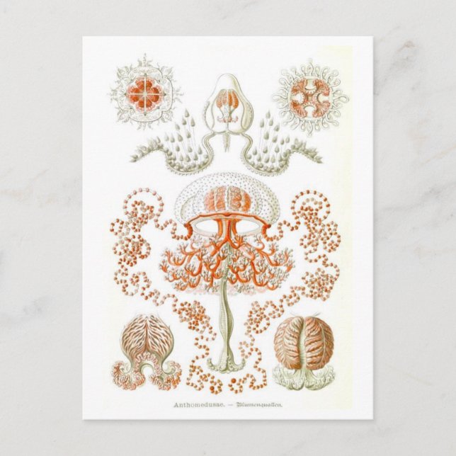 Beautiful Jellyfish Postcard (Front)