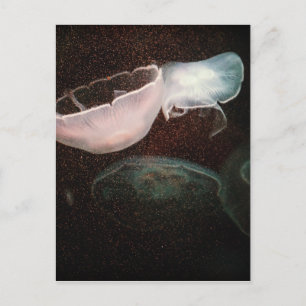 Beautiful Jellyfish Postcard