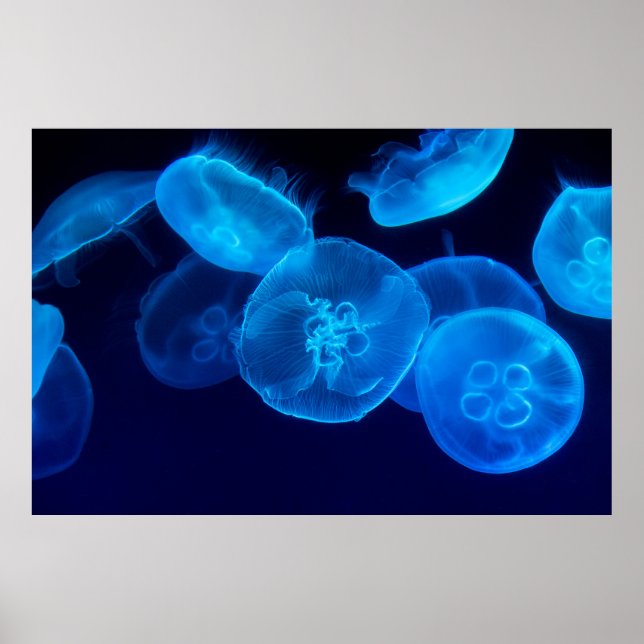 BEAUTIFUL JELLYFISH POSTER (Front)