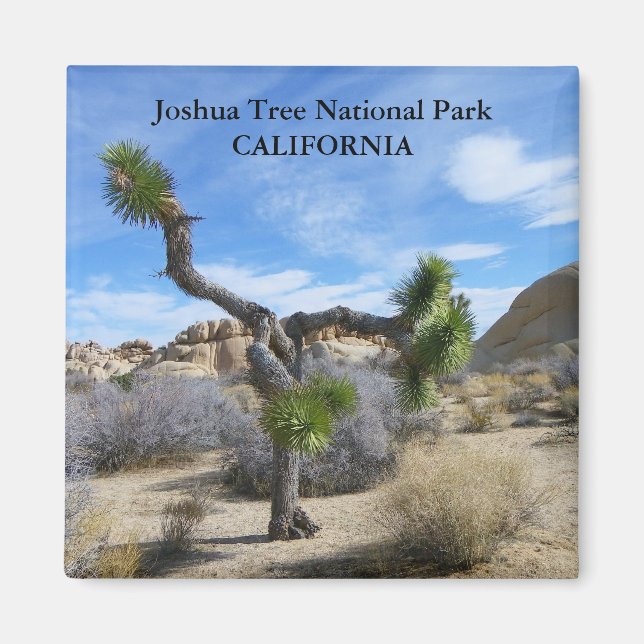 Beautiful Joshua Tree Magnet! Magnet (Front)