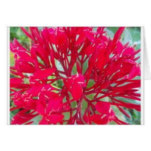 Beautiful Kaleidoscope of Colourful Red Milkweed