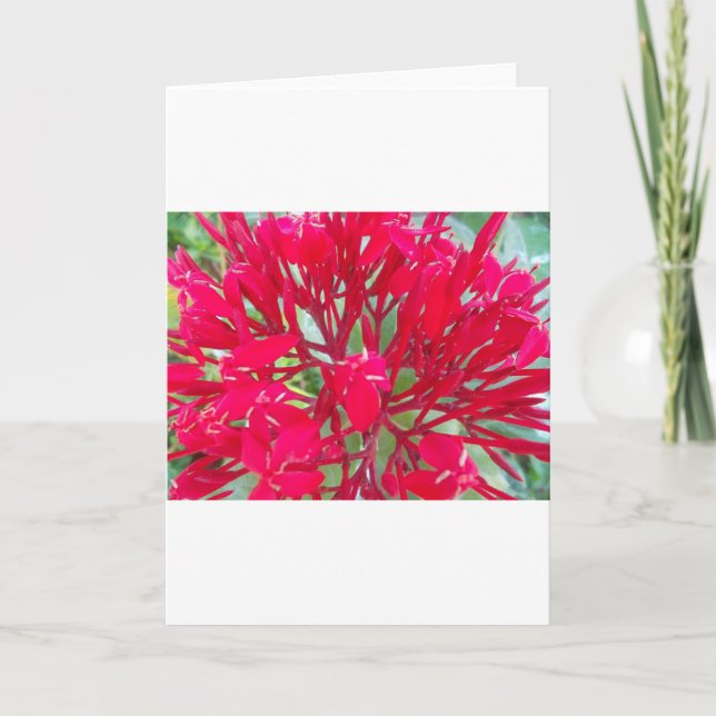 Beautiful Kaleidoscope of Colourful Red Milkweed  Card (Front)
