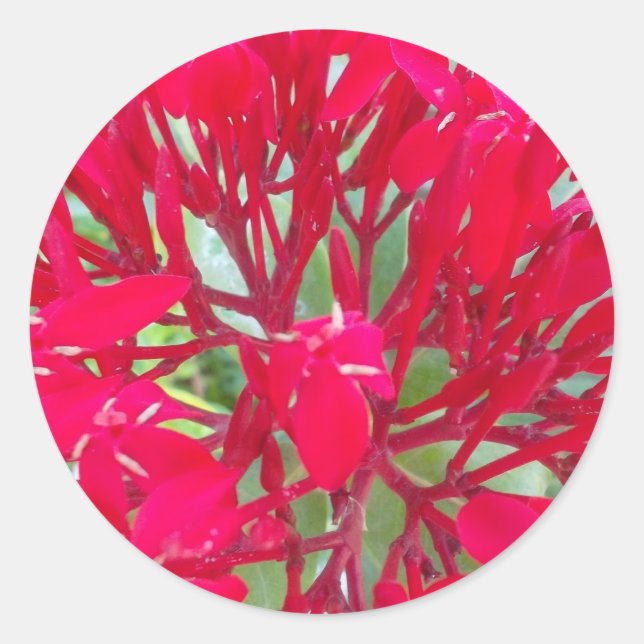 Beautiful Kaleidoscope of Colourful Red Milkweed  Classic Round Sticker (Front)