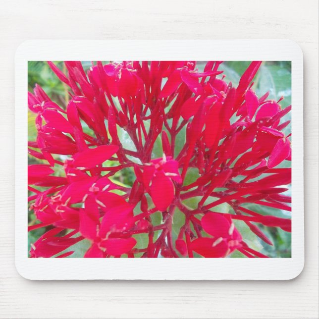 Beautiful Kaleidoscope of Colourful Red Milkweed  Mouse Mat (Front)