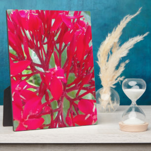 Beautiful Kaleidoscope of Colourful Red Milkweed Plaque