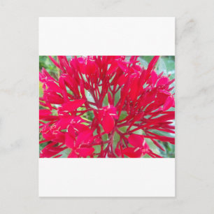 Beautiful Kaleidoscope of Colourful Red Milkweed  Postcard