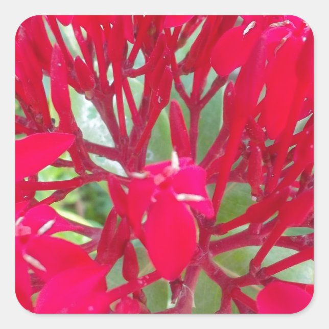 Beautiful Kaleidoscope of Colourful Red Milkweed  Square Sticker (Front)