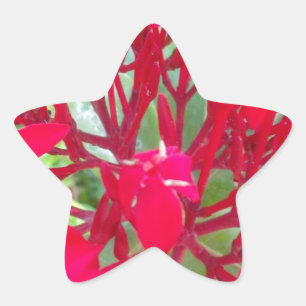 Beautiful Kaleidoscope of Colourful Red Milkweed  Star Sticker