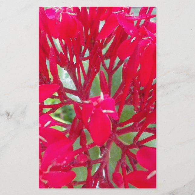 Beautiful Kaleidoscope of Colourful Red Milkweed  Stationery (Front)