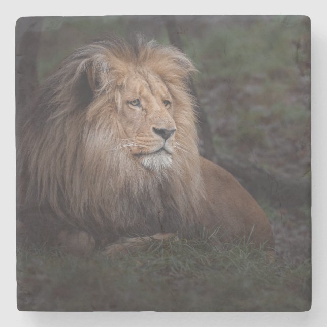Beautiful Katanga Lion Stone Coaster (Front)