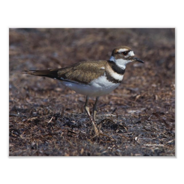 Beautiful Killdeer at the Beach Photo Print (Front)