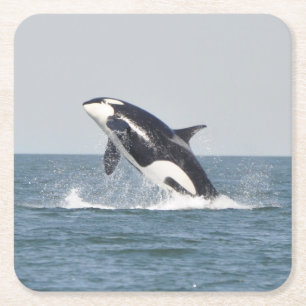 Beautiful Killer Whale Square Paper Coaster