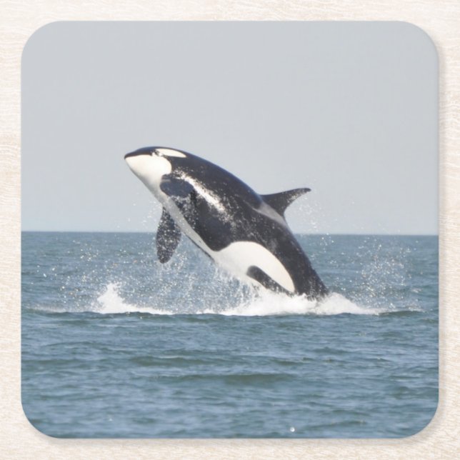 Beautiful Killer Whale Square Paper Coaster (Front)