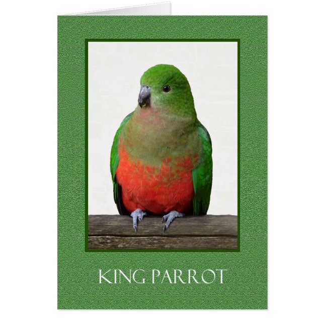 Beautiful King Parrot, Australian bird (Front)