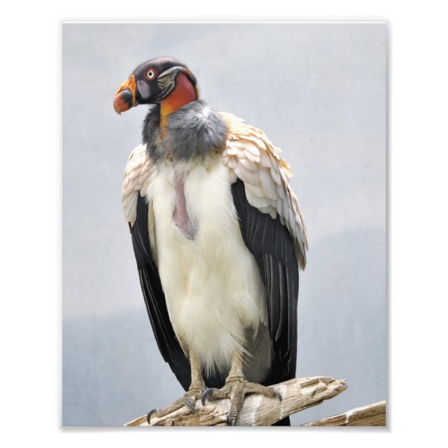 Beautiful King Vulture Photo Print (Front)