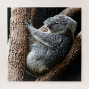 Beautiful Koala Bear in a Tree Jigsaw Puzzle