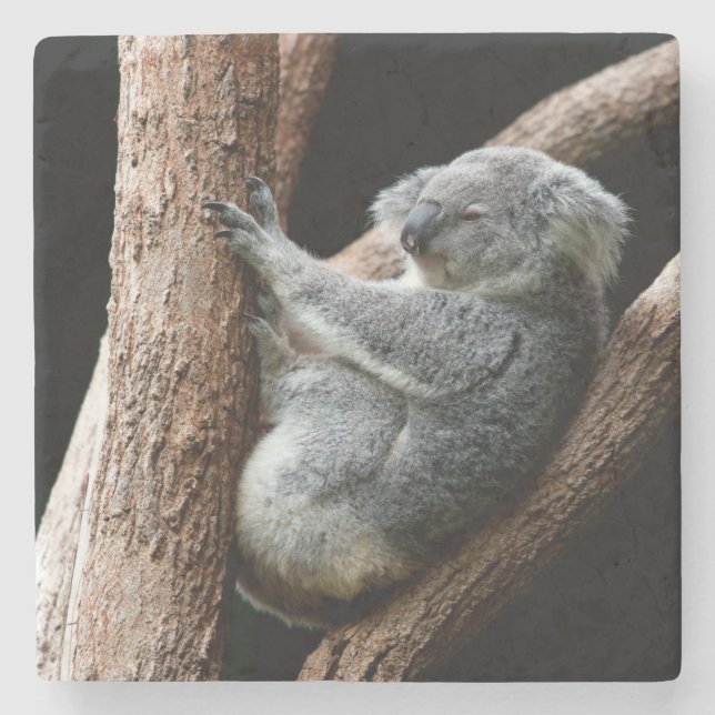 Beautiful Koala Bear in a Tree Stone Coaster (Front)